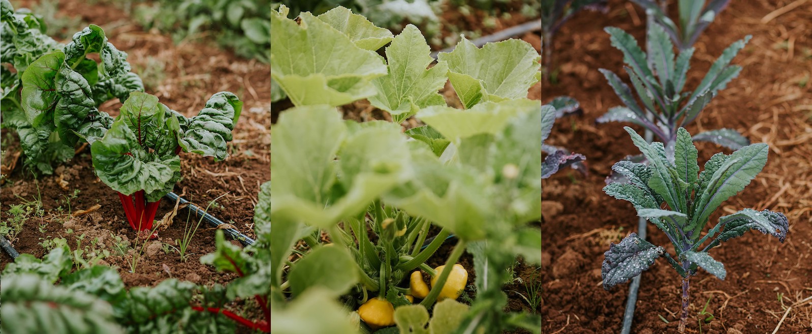 Three photos side by side. Left: Bright green leaves and small red stalks of chard. Centre: Lighter green leaves and small yellow squash. Right: Plants with dark green leaves edged with purple.