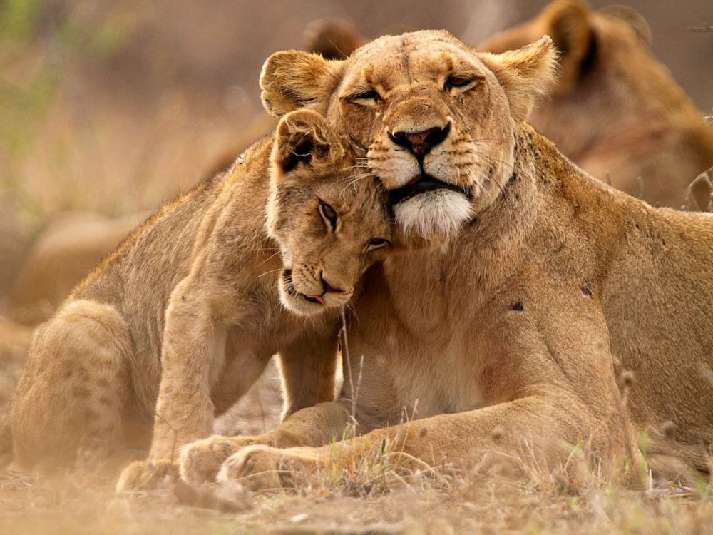 A lion cub, at left, snuggles into the neck of its mother, a lioness, at right. Both animals have golden-brown fur and are lying in dry grass that matches their markings.