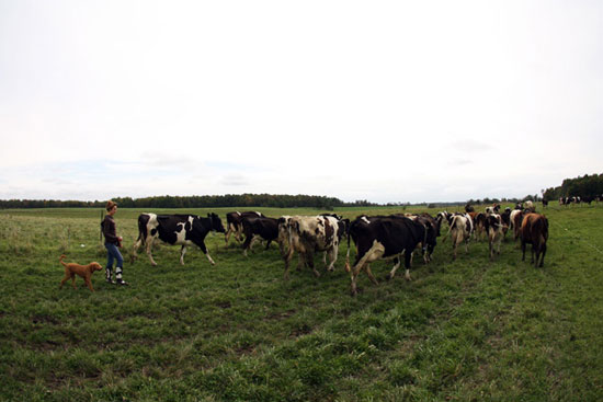Arwa De Groot, dairy cows