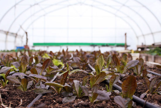 Tiny buds of red-lettuce, Terra Nova Farm