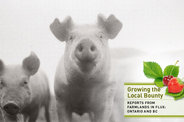 Pigs with local food series graphic