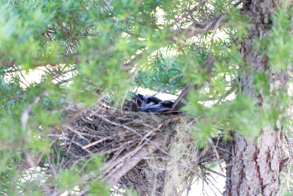 A Canada jay nest is just visible in an evergreen tree.