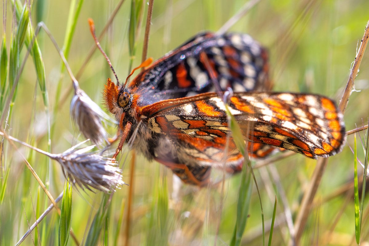 A side view of a black, orange and white butterfly seen through blades of grass.