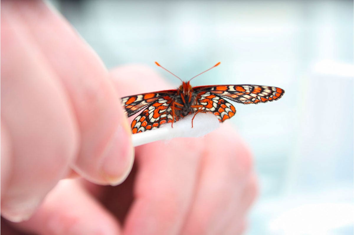 A pale hand holds a Q-tip. A black, orange and white butterfly alights on the Q-tip.