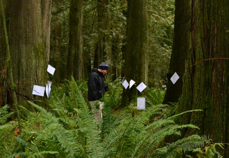 McLellan forest with poems