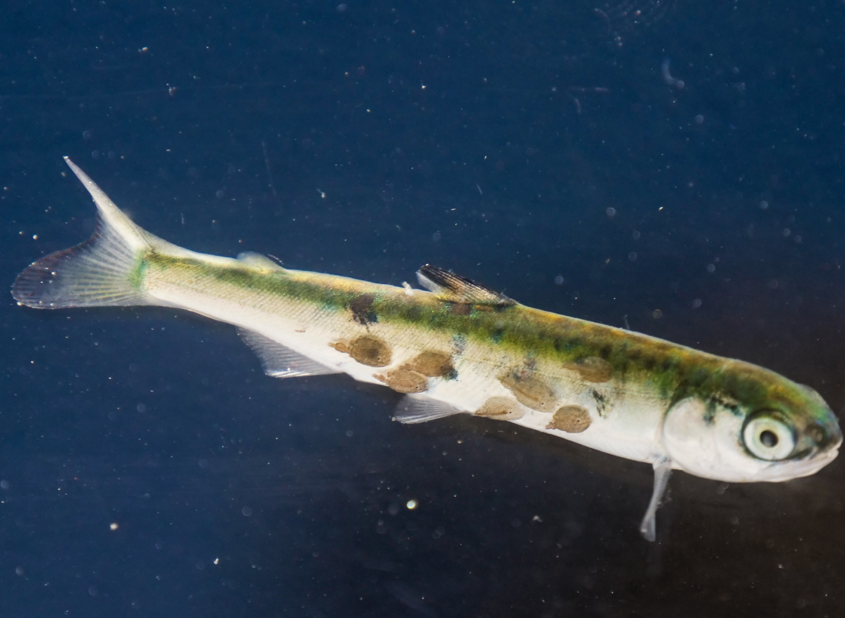 Sea-lice.jpeg