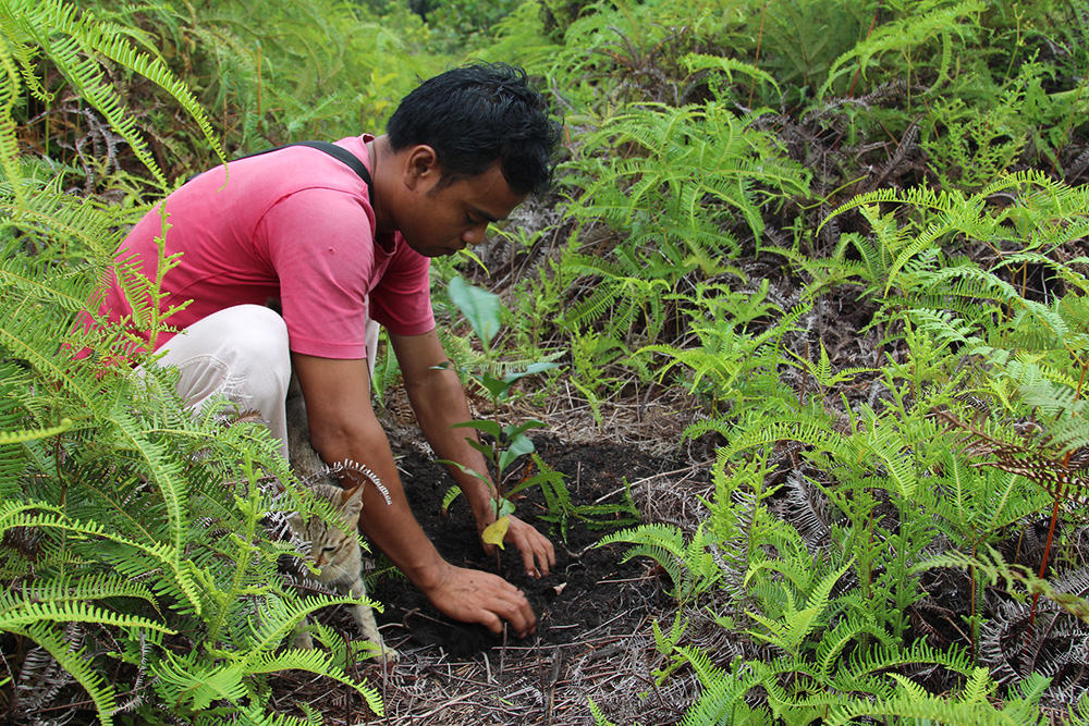 ReforestationIndo.jpg