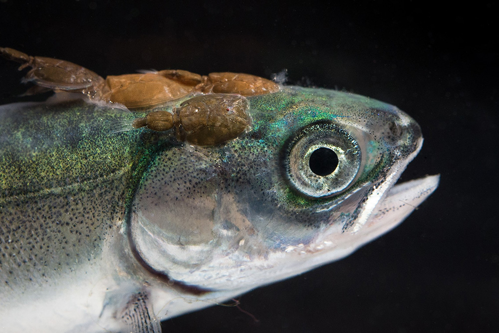 YoungWildSalmonCloseup.jpg