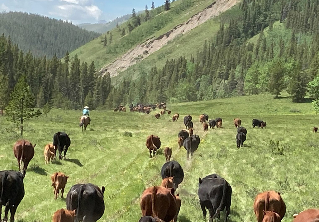 Cattle make their way across a green grassy valley. At left, a person wearing a cowboy hat rides a white horse.
