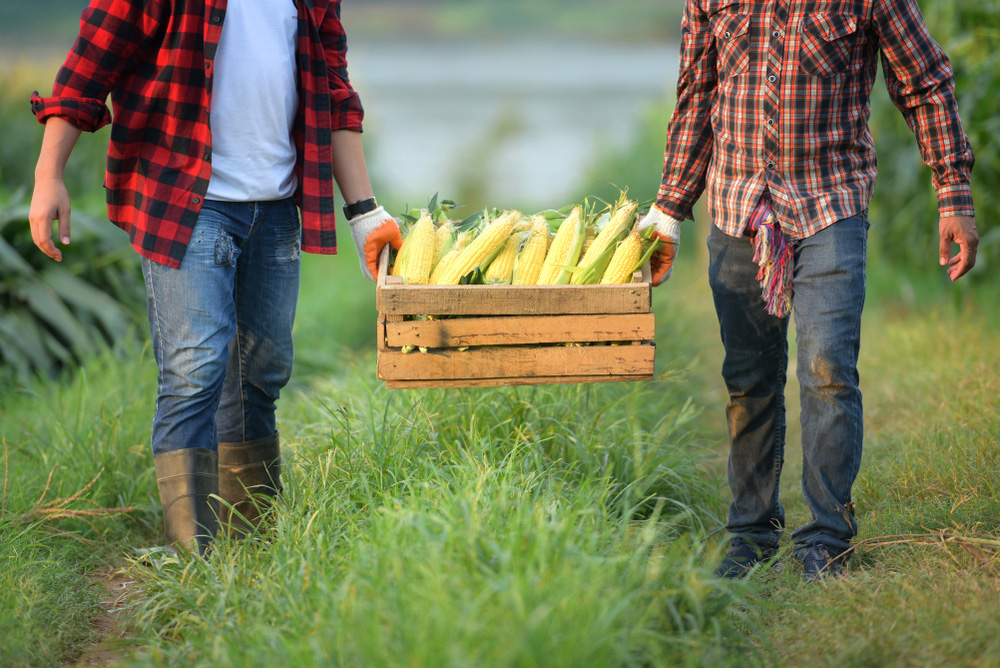 FlannelCornBox.jpg