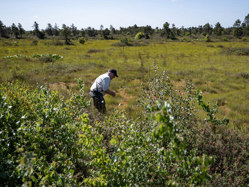 MarkusMerkensBurnsBog.jpg