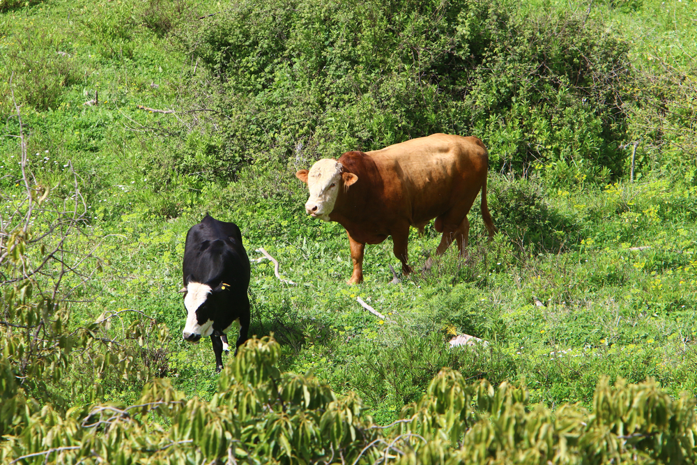 CattleGrazingSunnyFieldMeadowLivestockCows.jpeg
