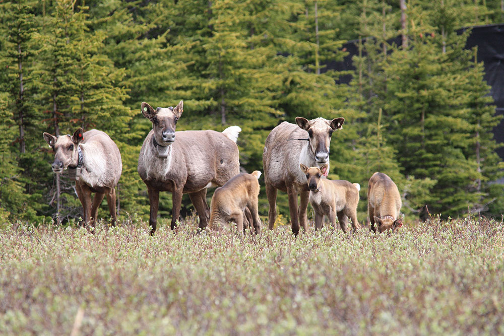 851px version of TaggedCaribouCalves.jpg