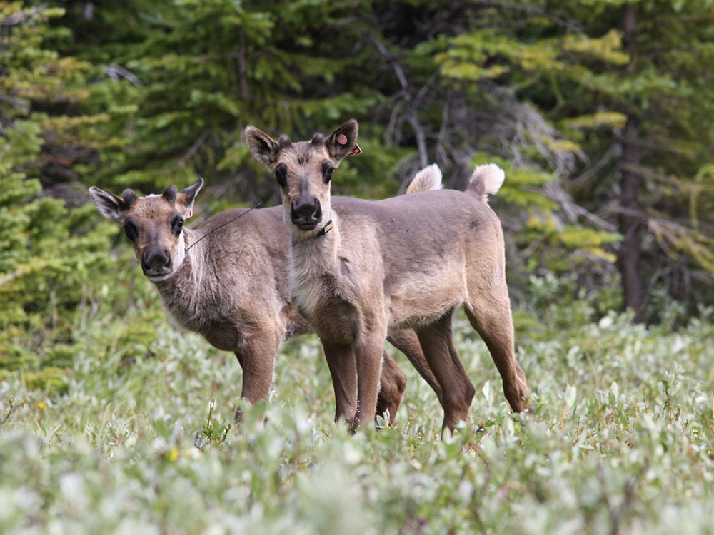 TwoTaggedCaribou.jpg