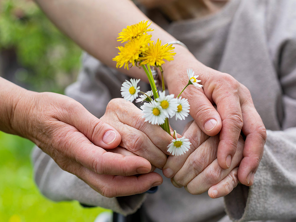 Two pairs of hands are in the centre of the frame. A caregiver&rsquo;s hands are on the outside of a person&rsquo;s hands holding a small bunch of white daisies and yellow dandelions. The person holding the flowers has dementia.