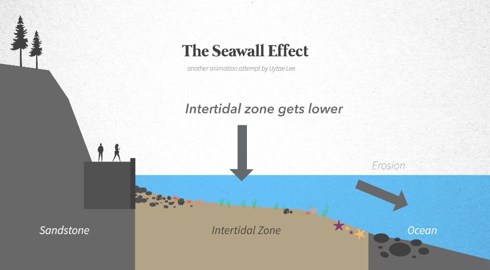 A still from an animation by Uytae Lee on the seawall&rsquo;s effect on the intertidal zone. The image uses grey, beige and blue colourways to communicate how tidal movement against the seawall stops the erosion of the sandstone bedrock.