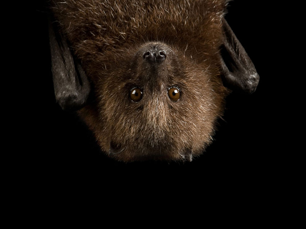 A brown bat hangs upside down on black background. It's eyes are looking directly at the camera and the fine detail of its fur is visible.