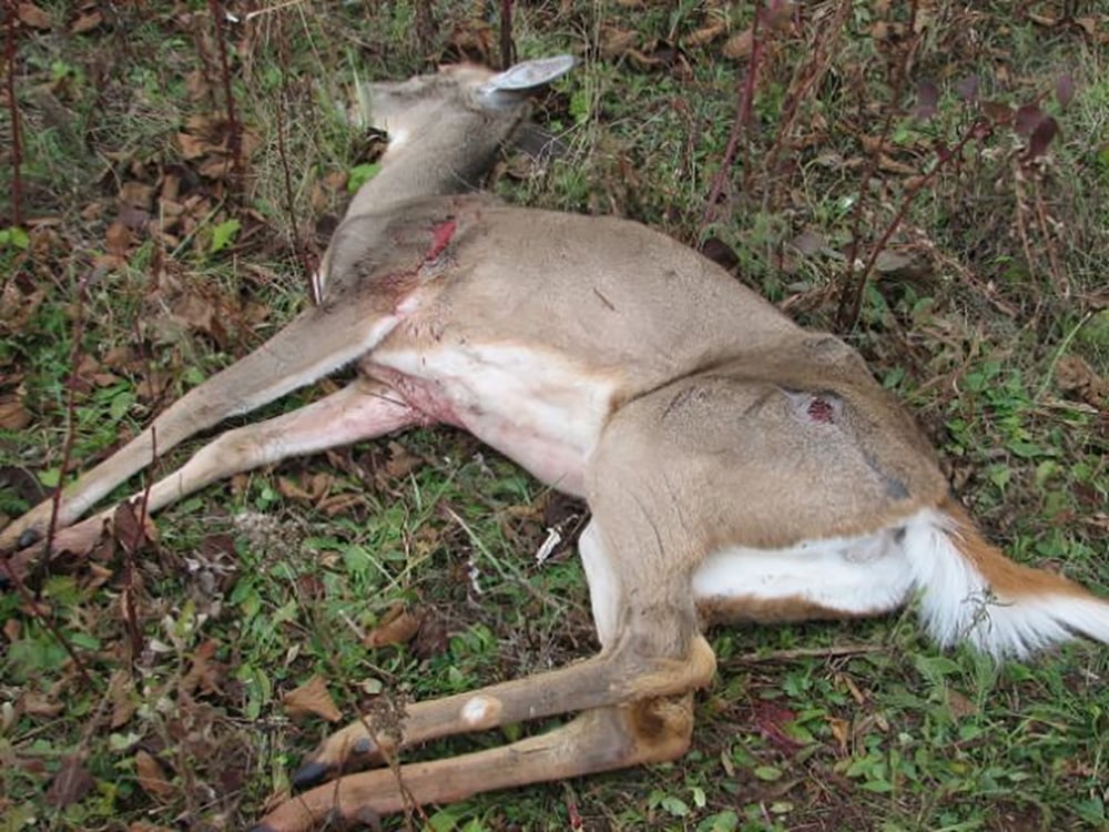 A dead deer with sores lies in weeds and brambles.