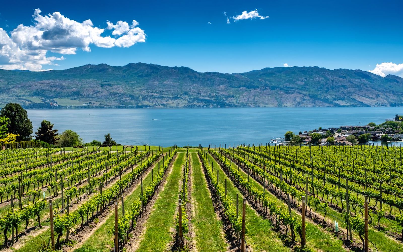 A verdant vineyard overlooking the deep blue Okanagan Lake.