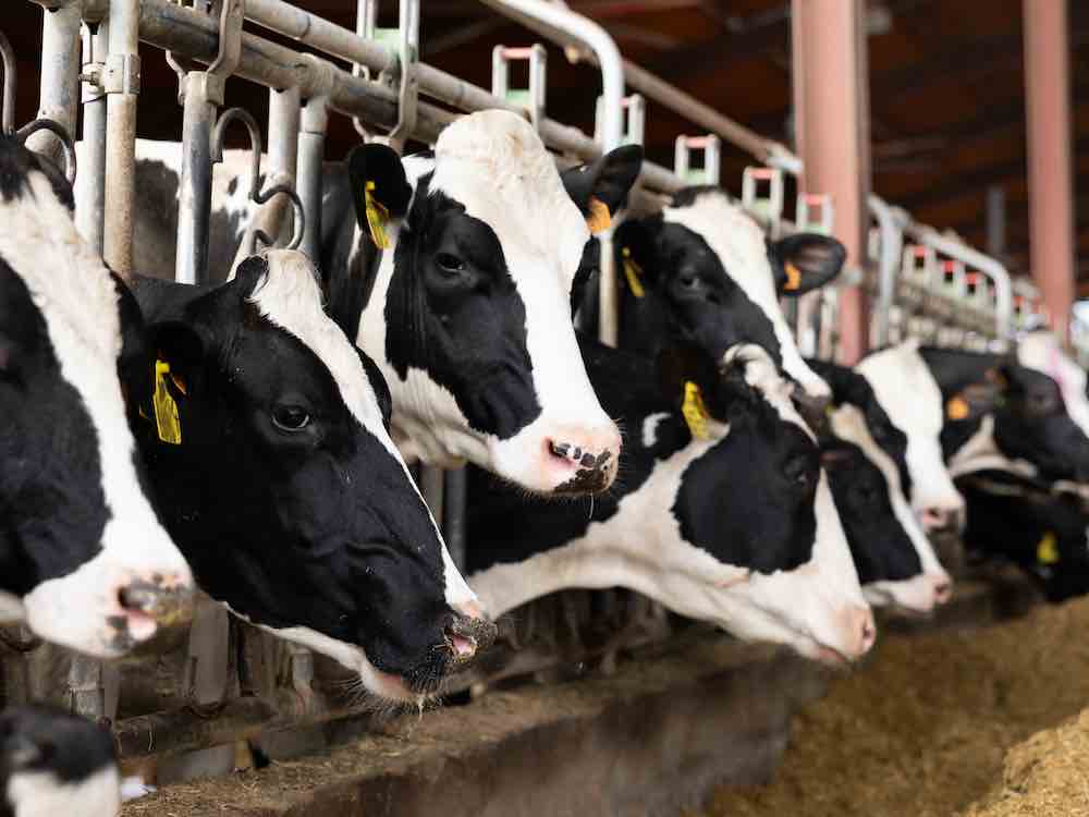 A long row of black and white Holstein dairy cows with yellow tags on their ears stand with their heads poking out of a series of vertical metal grates at dairy farm. A red roof is high above their heads and piles of feed sit towards the right of the frame.