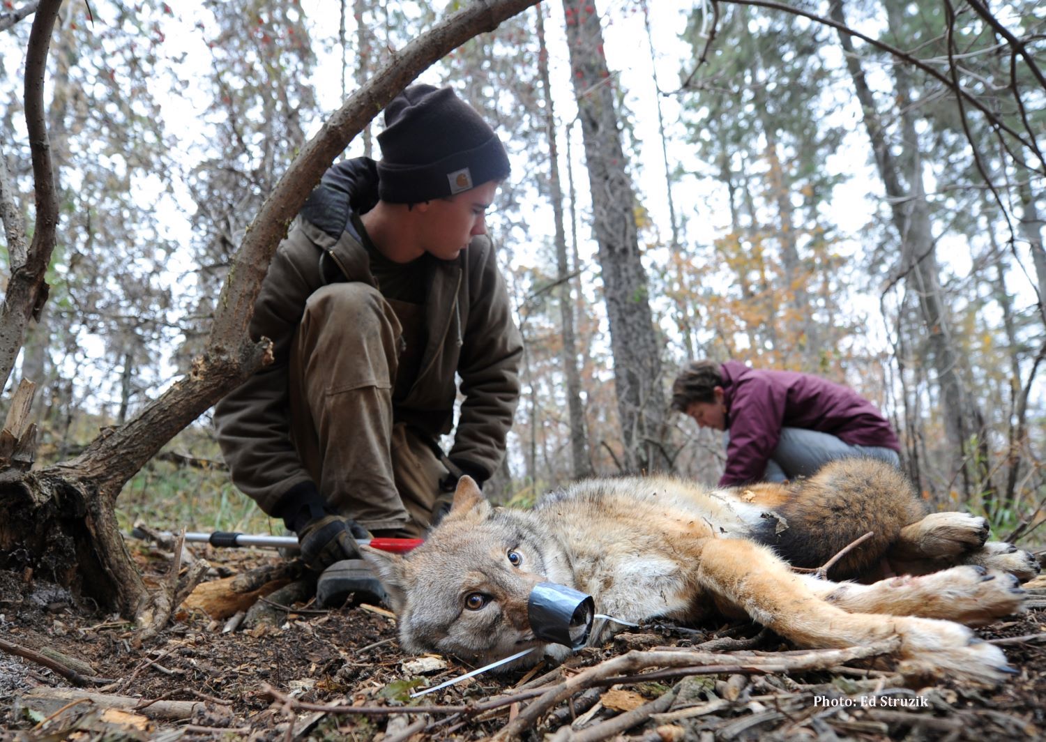 Two people kneel around a coyote lying on the ground in a forest. The coyote’s eyes are open and its muzzle is secured with duct tape.