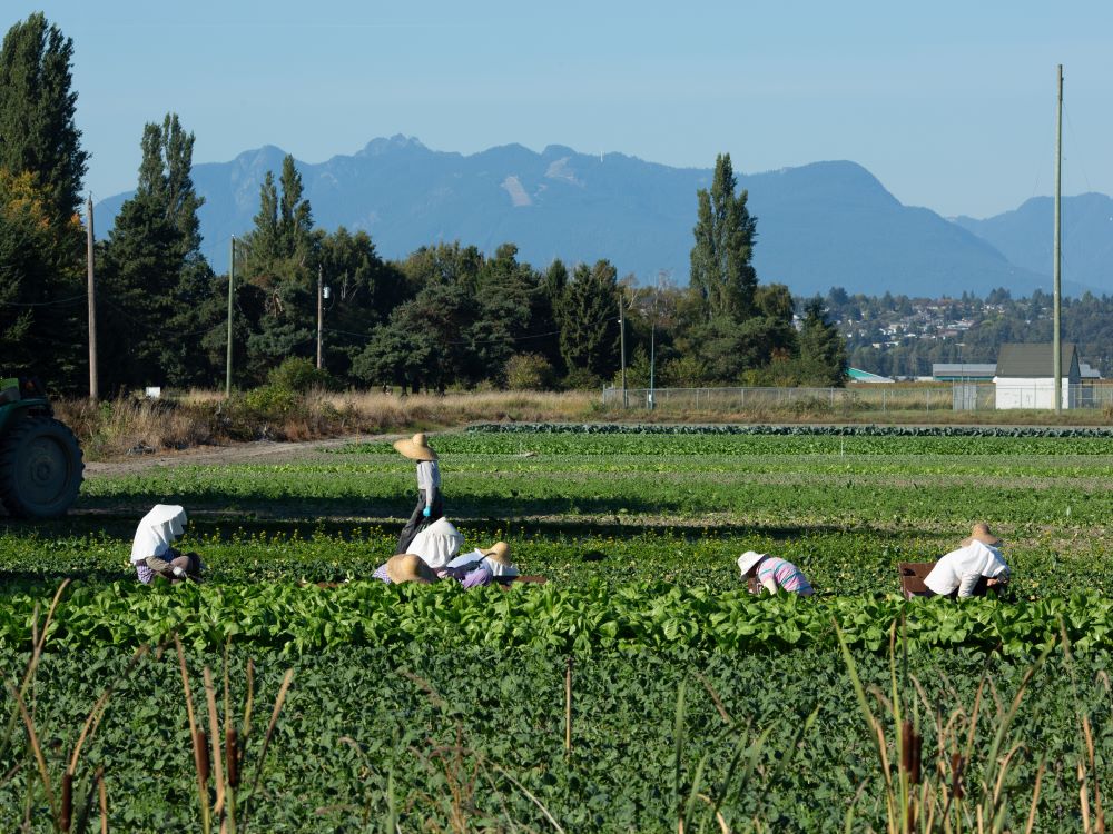 Multiple people work in the rows of a large, green field. They are all wearing long sleeve shirts and hats. In the background are mountains. 