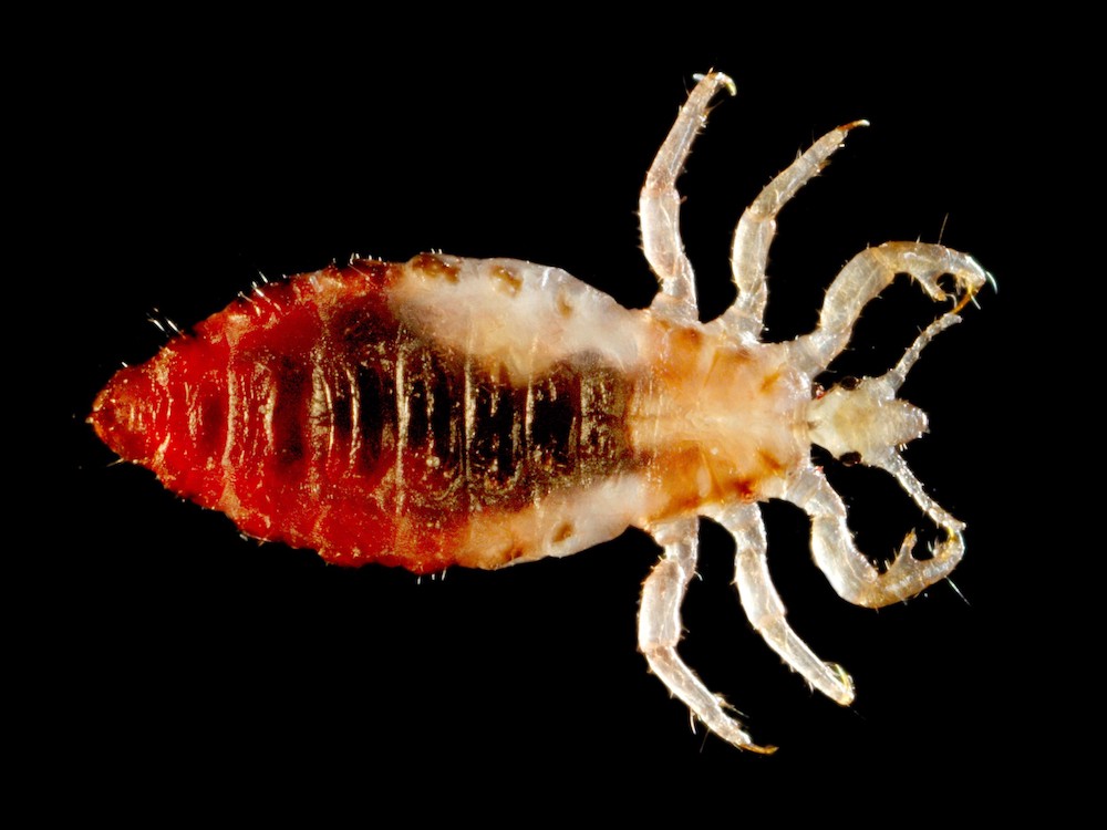 A macro photo of a louse.