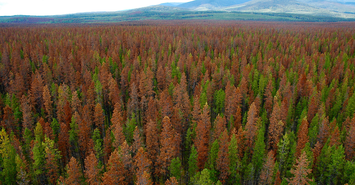 An aerial shot of a forest shows large numbers of brown coniferous trees, attacked by mountain pine beetles.