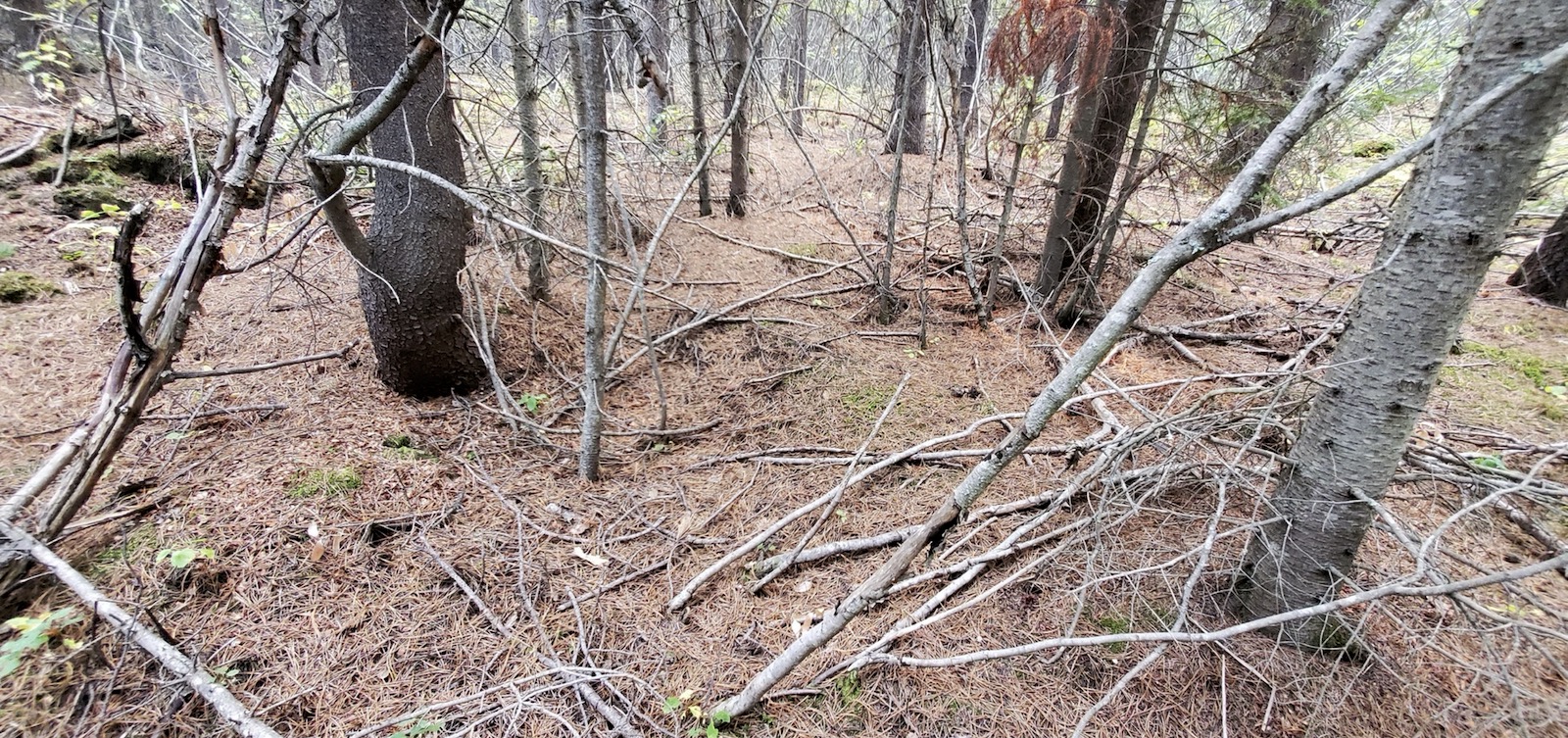 A photo shows a brown forest floor covered with pine needles.