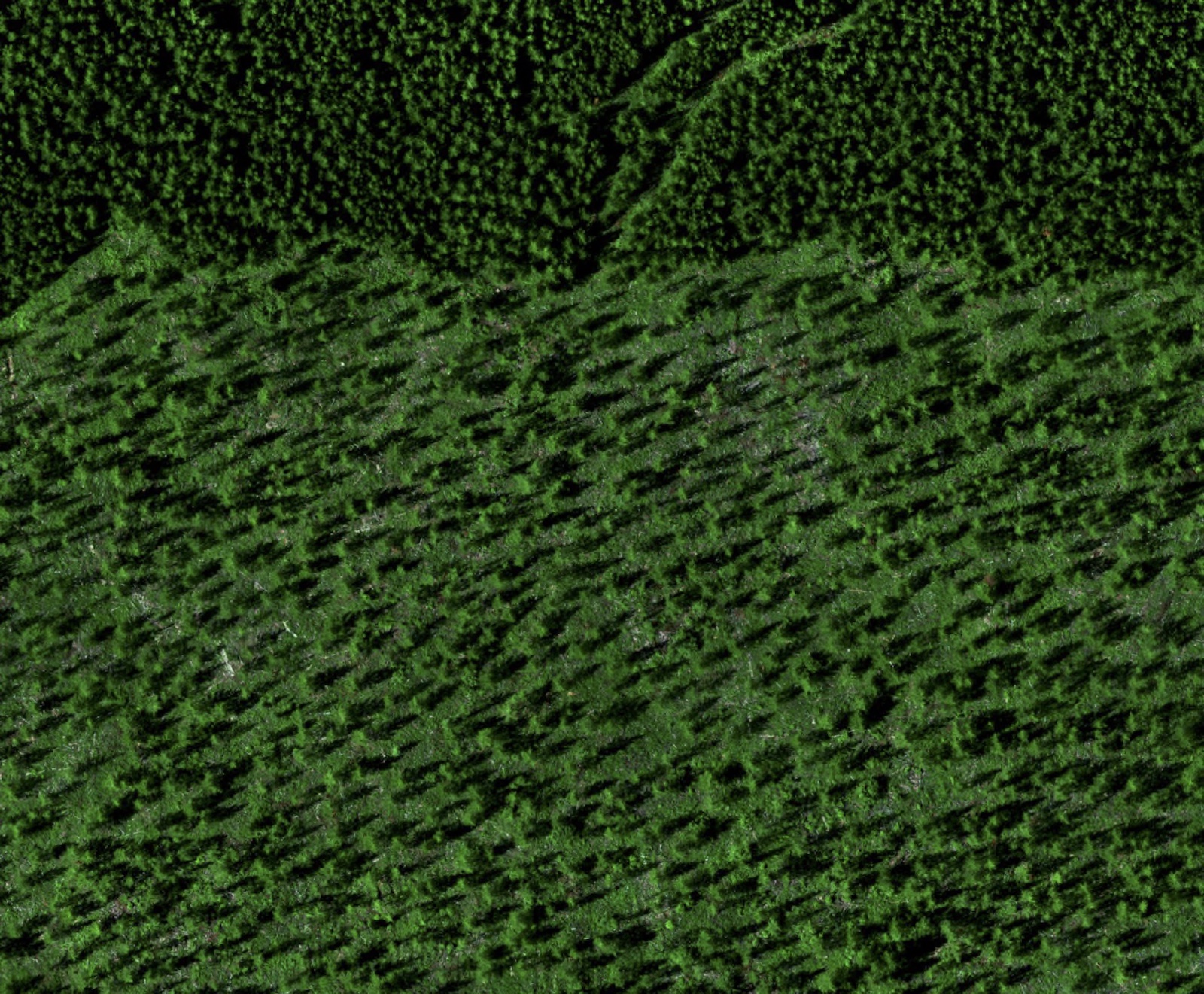 An aerial photo shows dense tree cover alongside thinned trees.