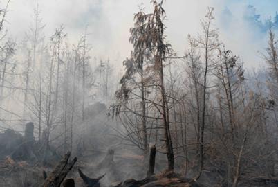Wildfire Smoke Can Hurt Your Brain