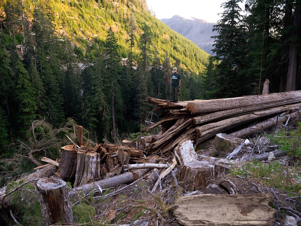 A person stands on a very large tree that has been logged.