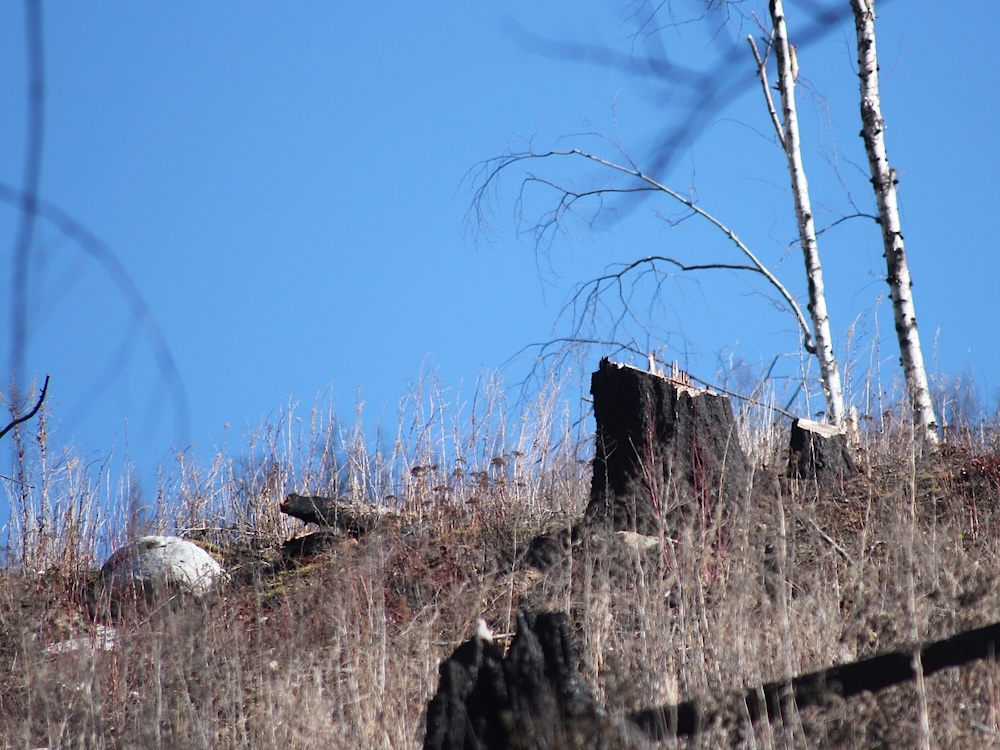 A stump of a burned tree sits on a clearcut hillside on a sunny day.