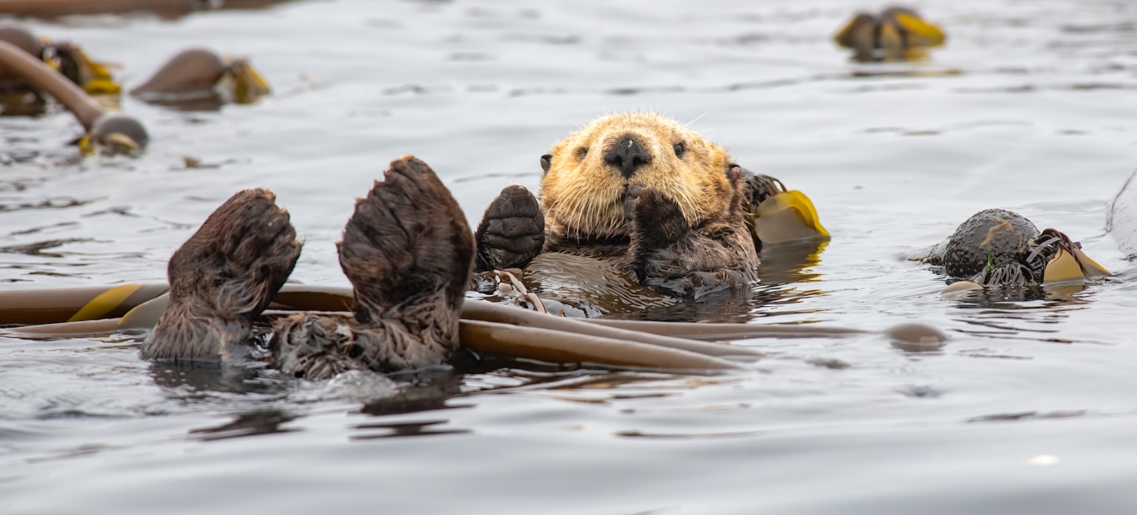 A sea otter floats on its back in a bed of kelp.