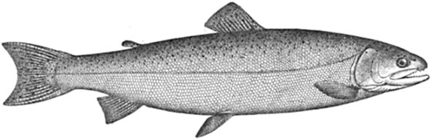 Steelhead trout