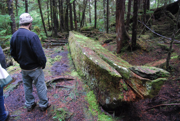 582px version of Canoe etched out in forest