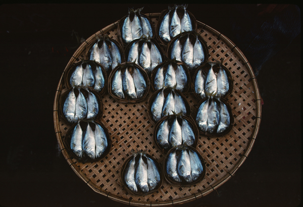 582px version of Fish in basket, Borneo