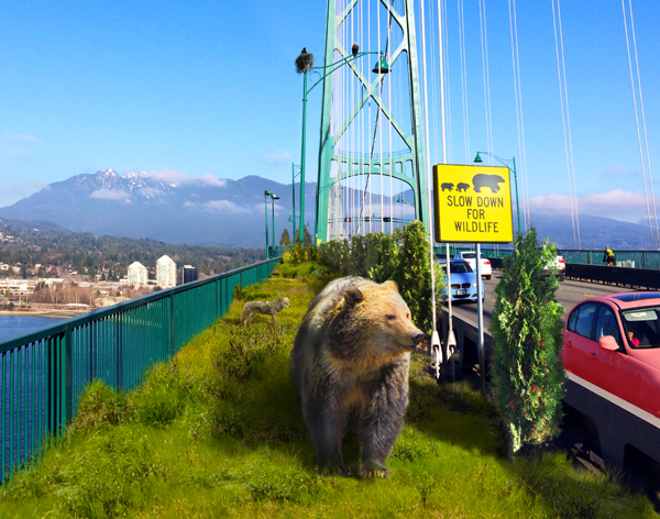 Lions Gate wildlife