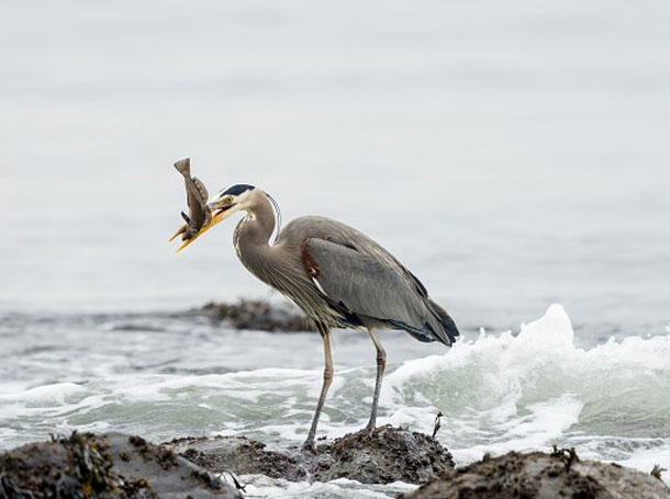 Heron-Rocky-Mountain-610px.jpg