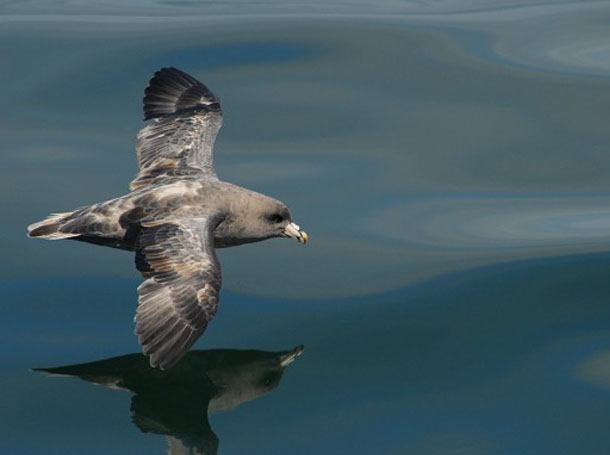 582px version of Northern-Fulmar-610px.jpg