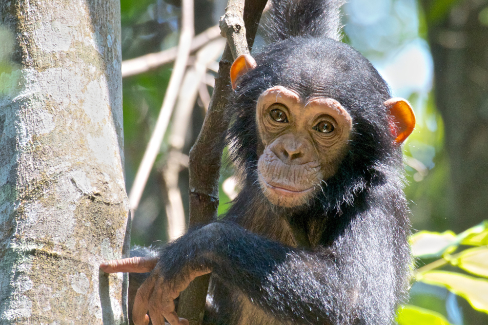 ChimpFace
