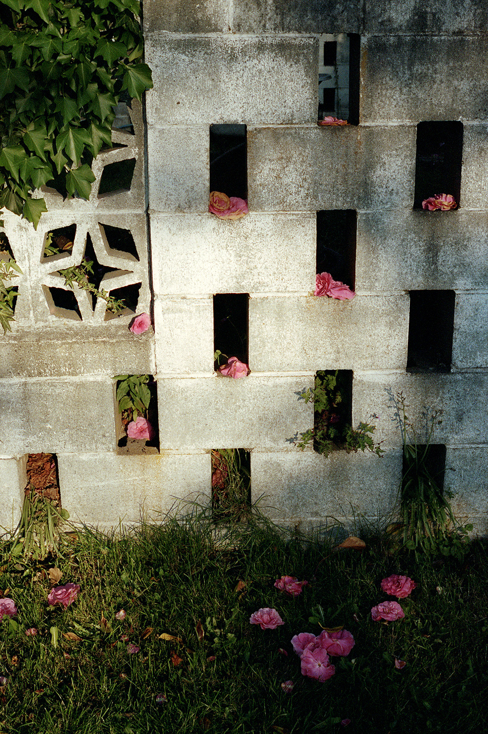 582px version of ChameliaStoneWall.jpg