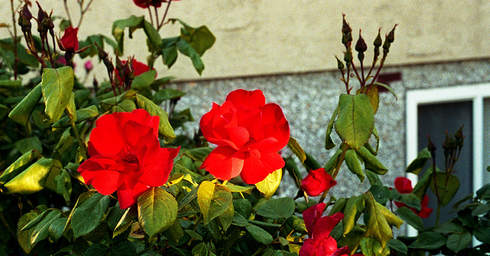 RedRoseWhiteWall.jpg