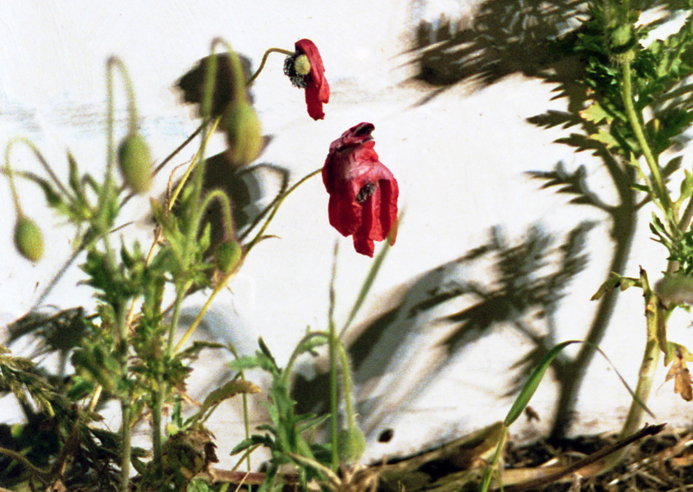 SaggingOrientalPoppies.jpg