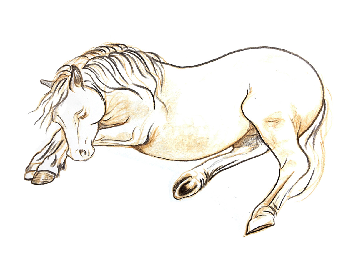SleepingPonyWoodend.jpg