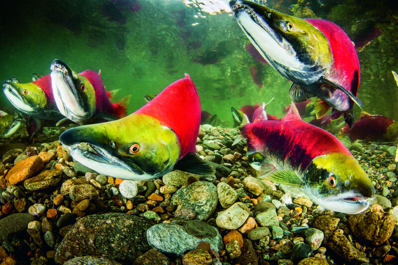 salmonCOVER.jpg