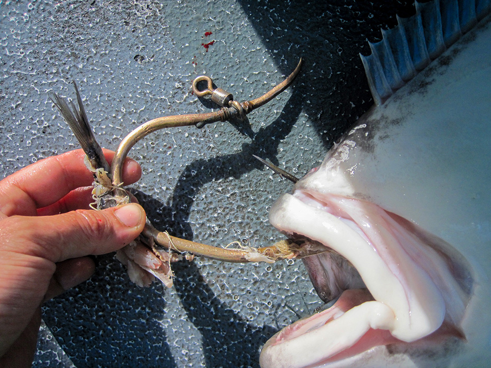 HalibutBrassFishHook.jpg