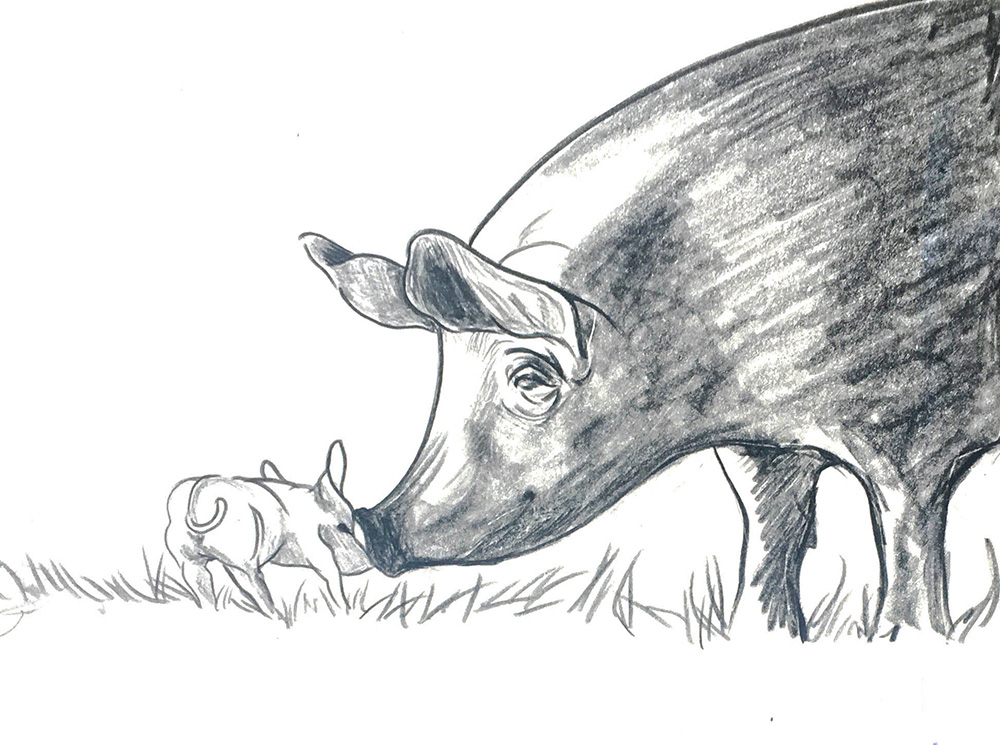 582px version of GundaPigPencilDW.jpg