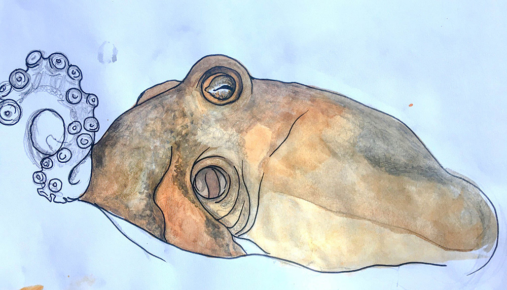 851px version of OctopusWatercolourDW.jpg