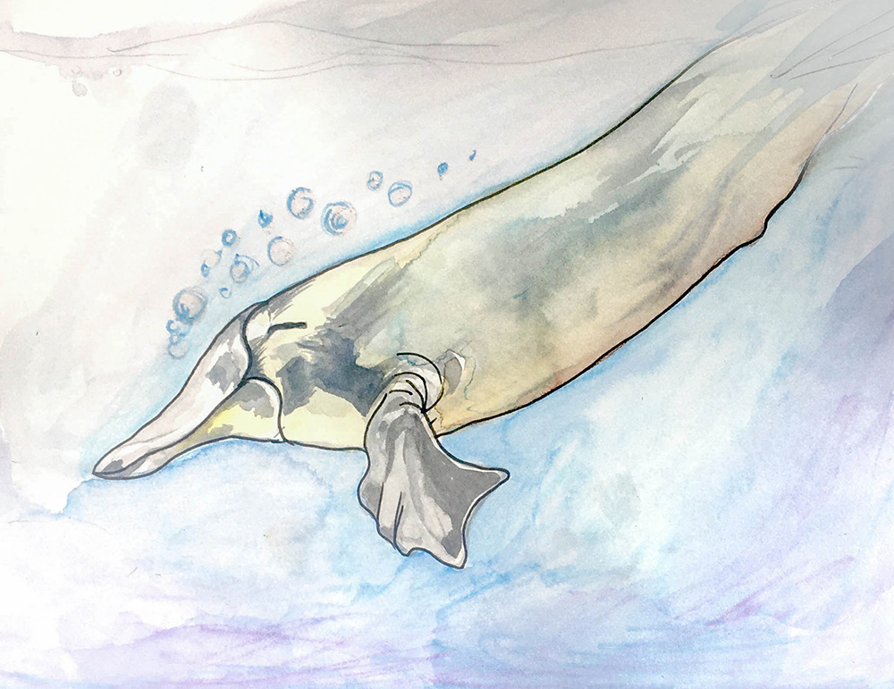 582px version of PlatypusWatercolourDW.jpg